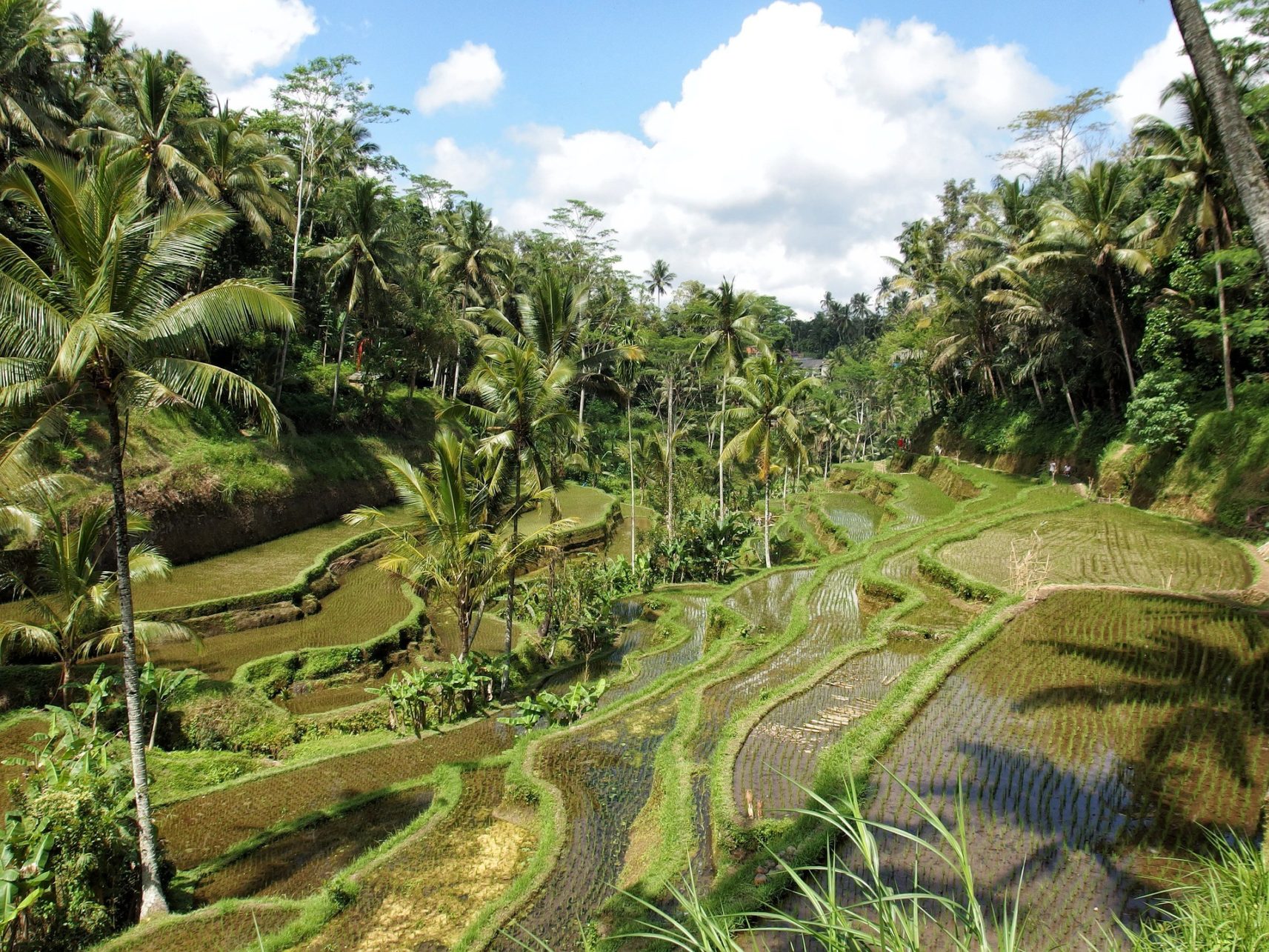 Reisfelder, Ubud, Bali, Indonesien