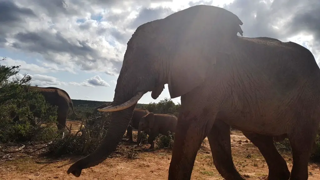 Ein riesiger Elefant läuft an unserem Auto vorbei - Addo Elephant National Park, Südafrika.
