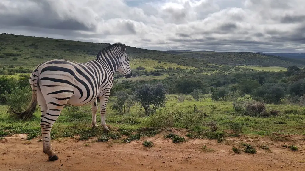 Zebra im Addo Elephant Nationalpark, Südafrika.