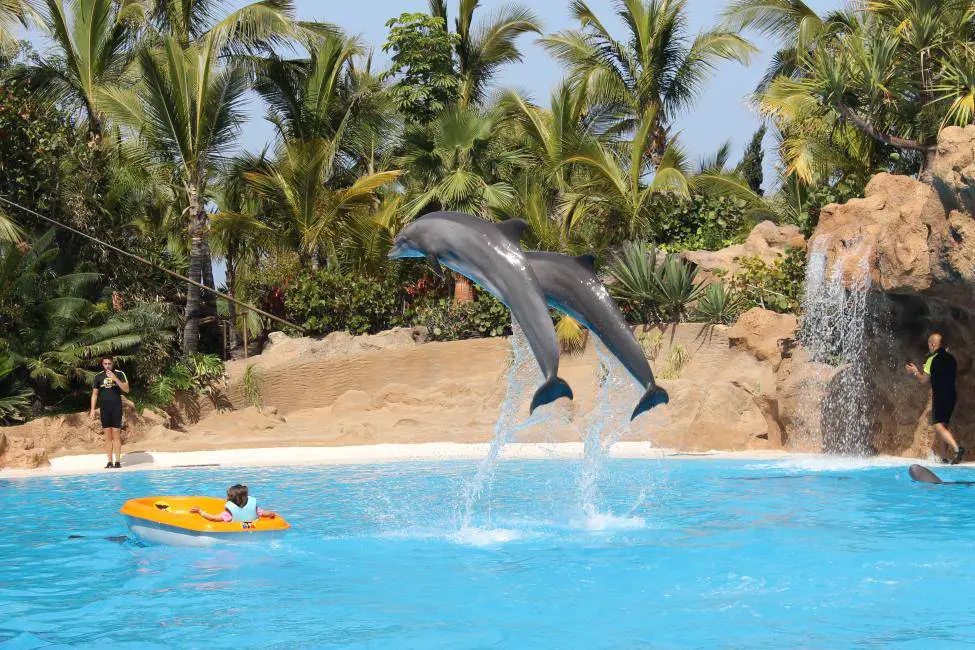 Delfine im Loro Parque auf Teneriffa, Spanien.