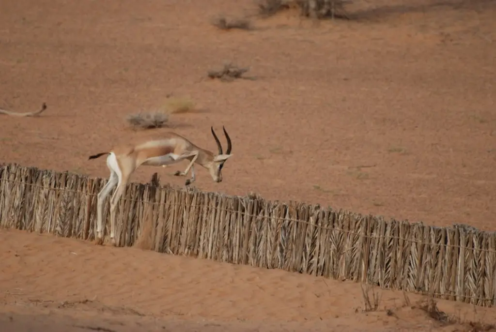 Gazelle beim Dünenbashing in Dubai.