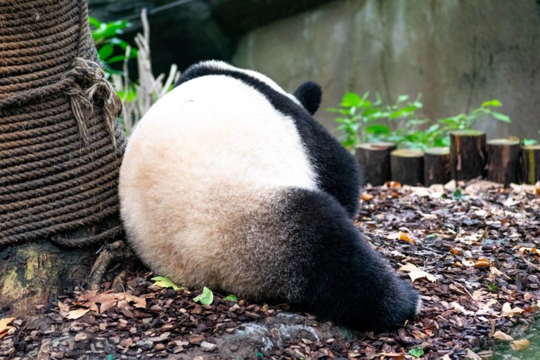 Chengdu Attraktionen & Gute Gründe für einen Besuch in Chengdu