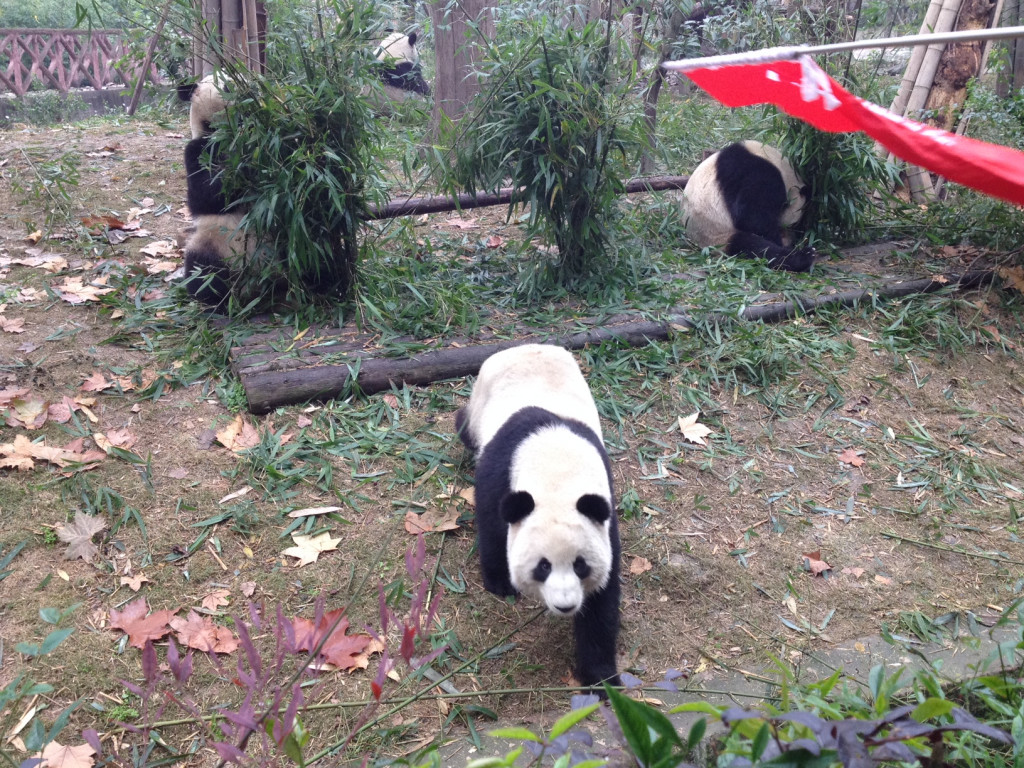 Chengdu Riesenpandas, China