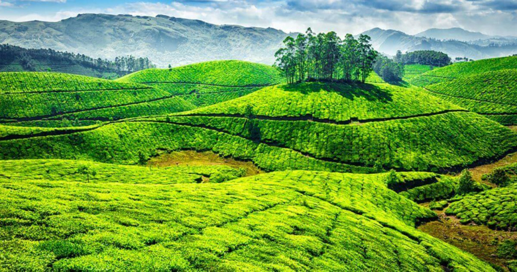 Die Teeplantagen in Munnar, Indien