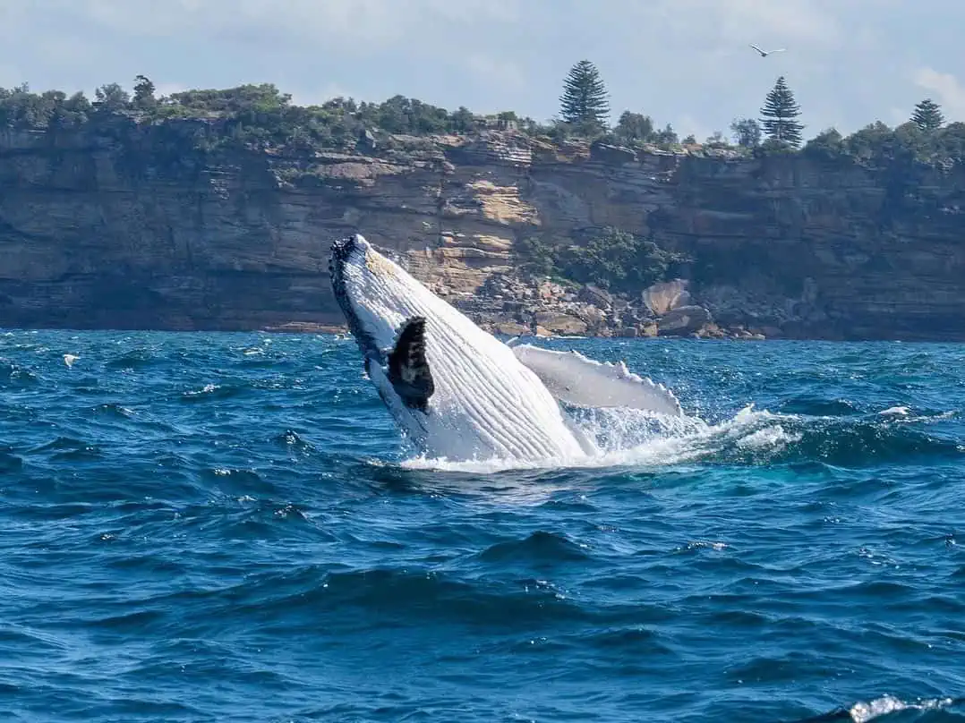 Ein Wal, der während einer Sea Monkey Sailing-Wal-Tour in Sidney, Australien, aus dem Wasser springt.