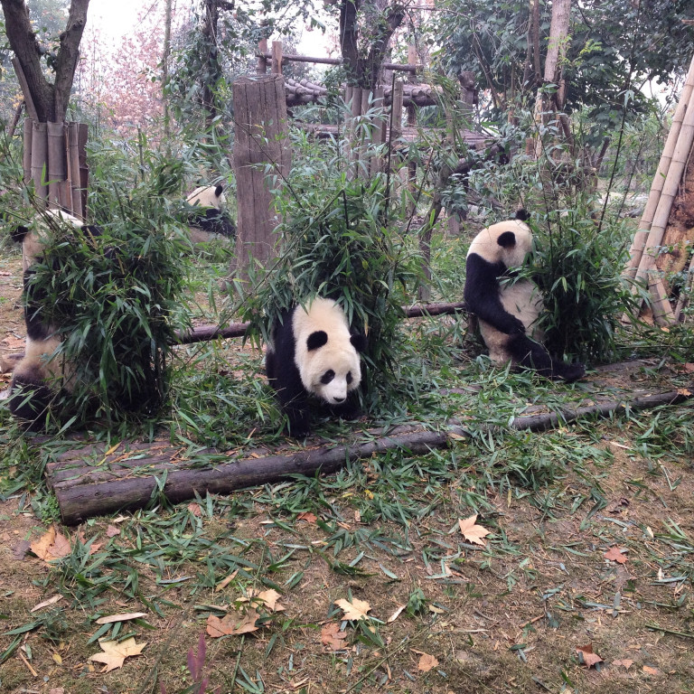 Riesenpandas in Chengdu, China