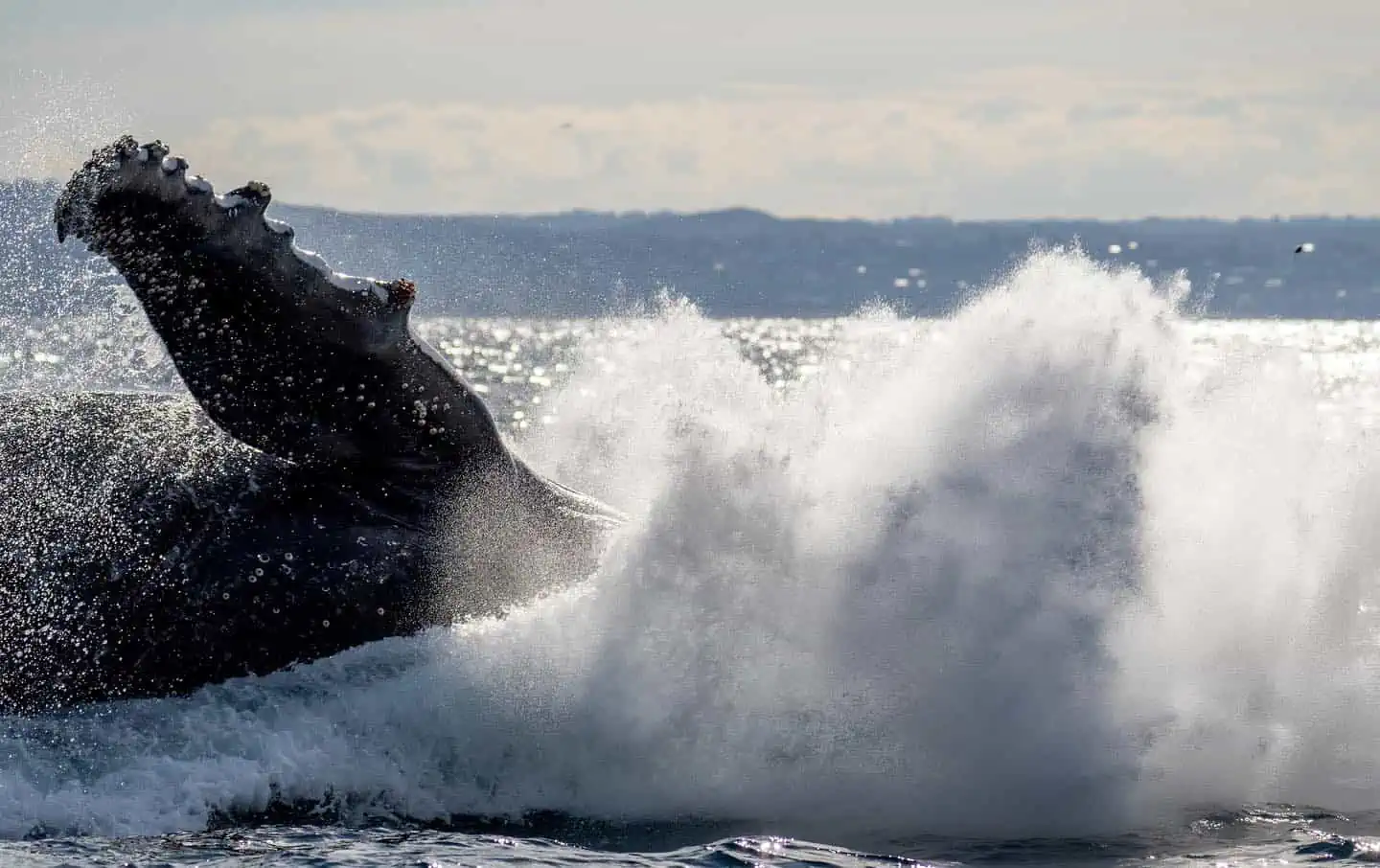 Whale Splashing während einer Sea Monkey Sailing Wal-Tour in Sidney, Australien.