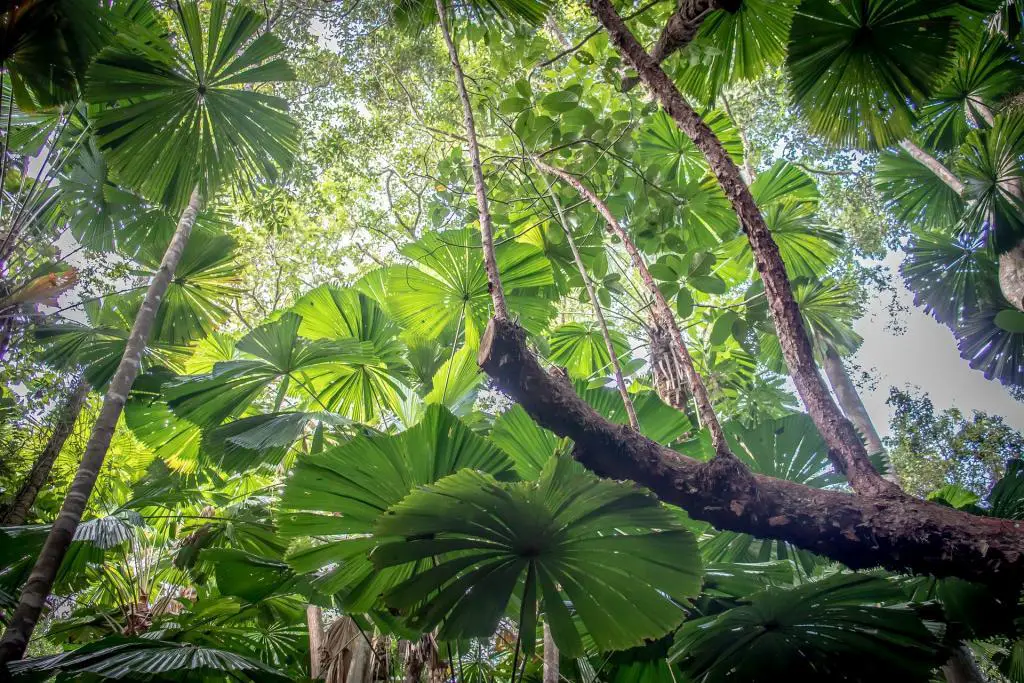 Aktivitäten im Daintree Rainforest