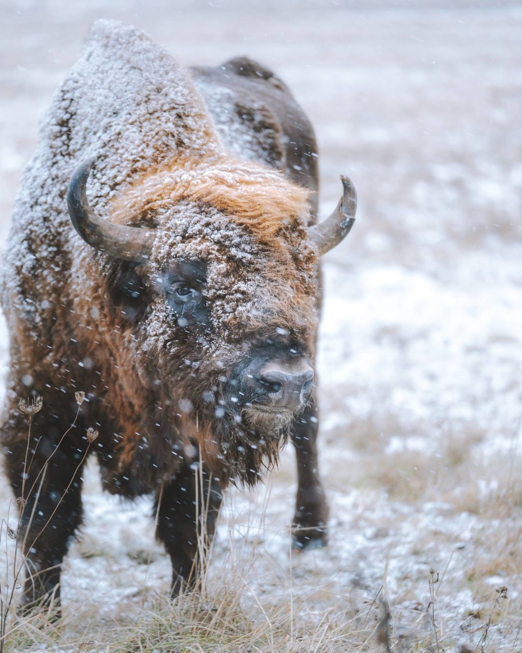 Sieh dir die schönen Bisons im Schnee an.