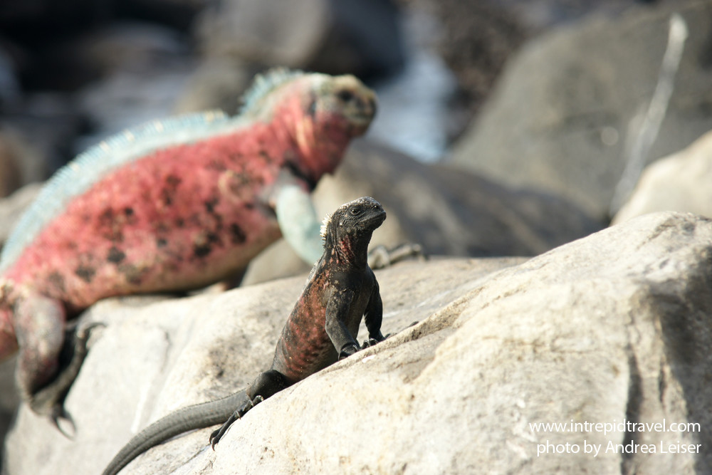 Leguan beim Sonnenbad. Wildtiere auf den Galapagos Inseln.