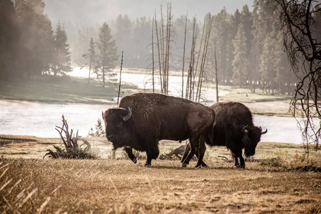 Bisons auf einer Yellowstone-Safari