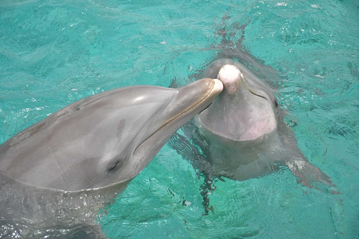 Zwei Delfine im Dolphin Discovery auf der Insel Margarita in Mexiko.