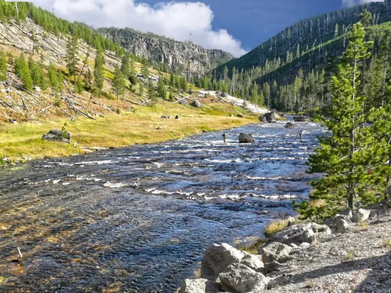 Was Dich auf einer Yellowstone-Safari erwartet