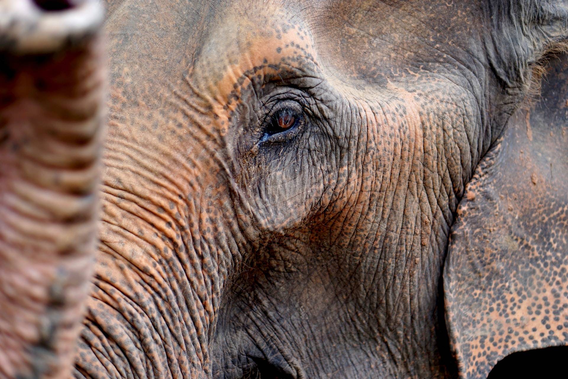 Freiwilligenarbeit mit Elefanten in Thailand