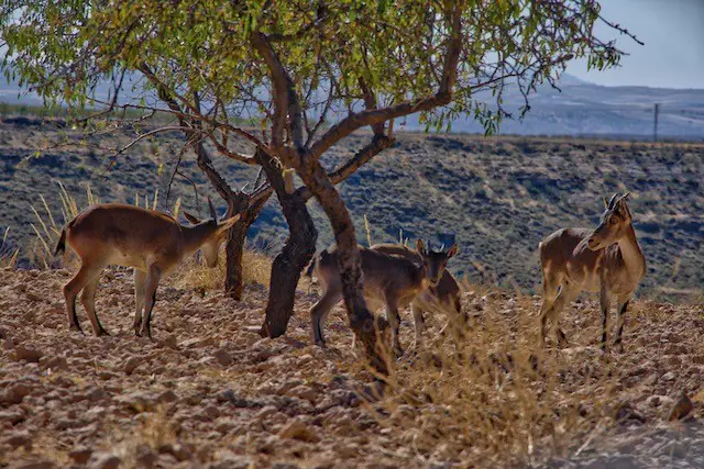 Ziegen beim Mirador del Llano de Olivares in Spanien