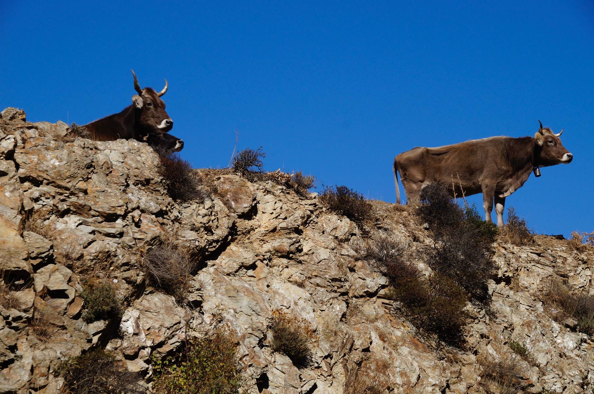 Kühe im Gennargentu Gebirge in Sardinien, Italien.