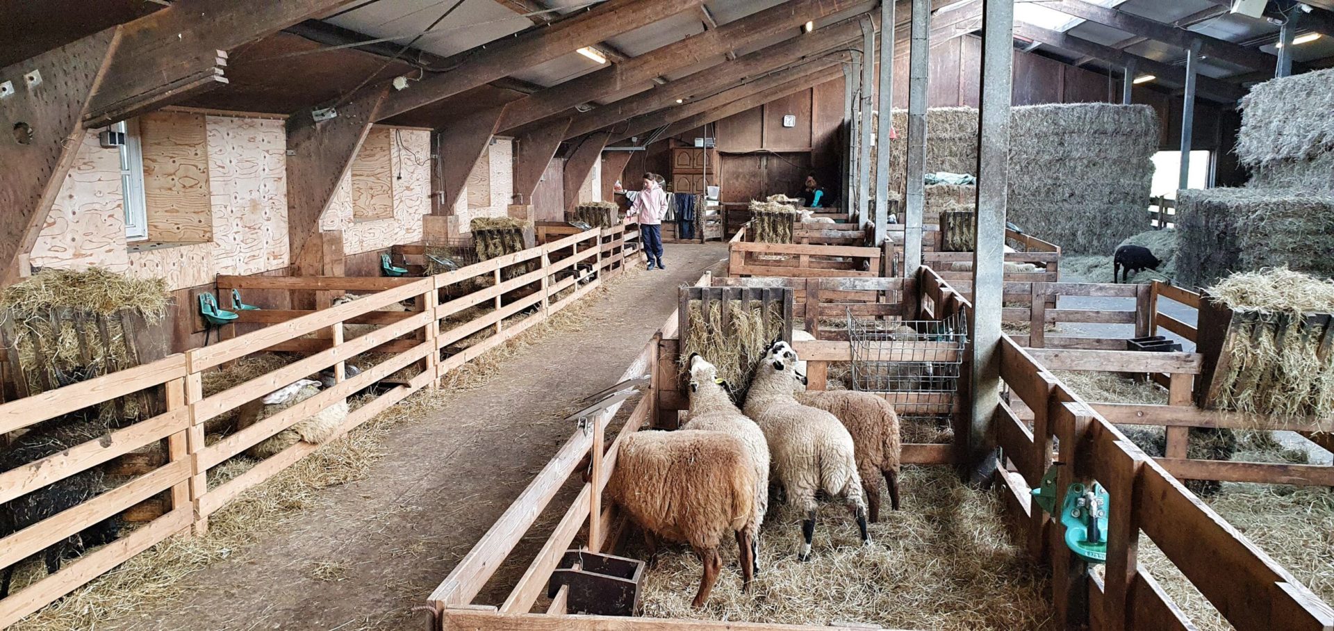 Die Texel-Schafsfarm in den Niederlanden.