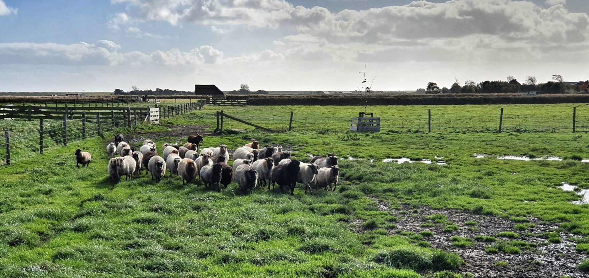 Hüten von Schafen auf der Texel-Schafsfarm, der Schapenboerderij, Niederlande.