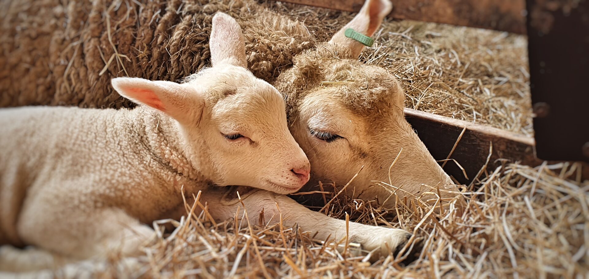Lamm und Mutterschaf auf dem Schafsbetrieb Texel, der Schapenboerderij, Niederlande.