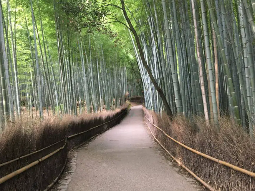 Bambusgarten in Kyoto, Japan.
