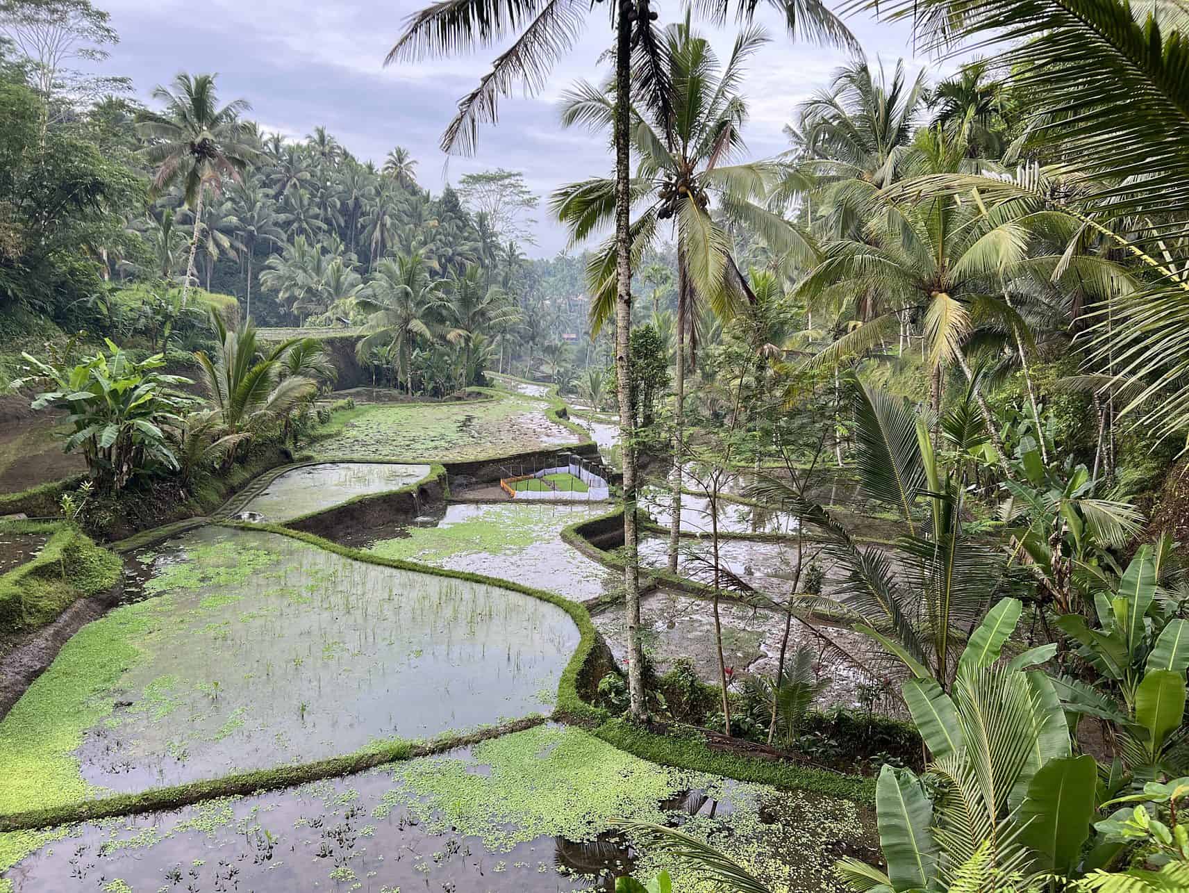 Reisterrassen auf Bali, Indonesien
