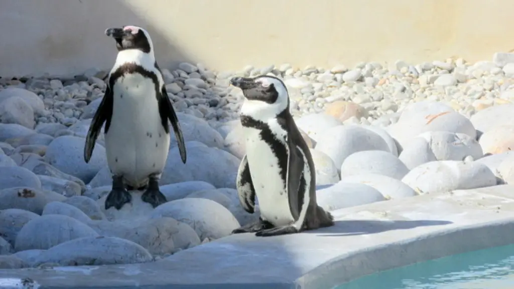 Afrikanisches Pinguin und Seevogel Schutzgebiet.