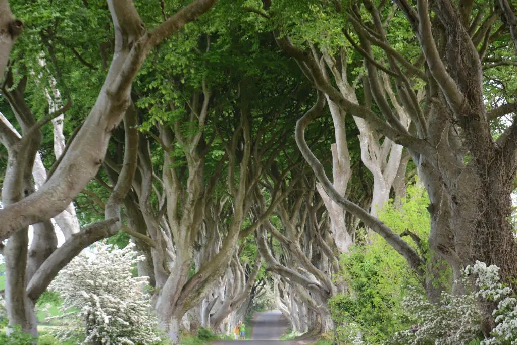 Die "Dark Hedges" in Irland, bekannt aus Game of Thrones.