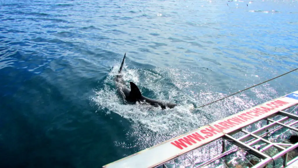 Haikäfigtauchen mit Marine Dynamics, Gansbaai.