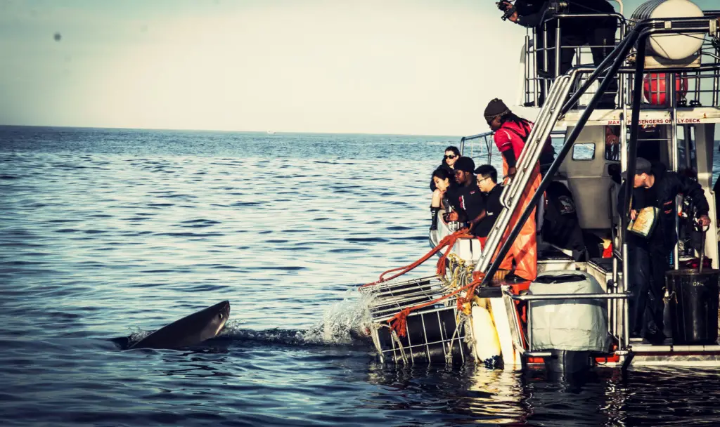 Haikäfigtauchen mit Marine Dynamics, Gansbaai