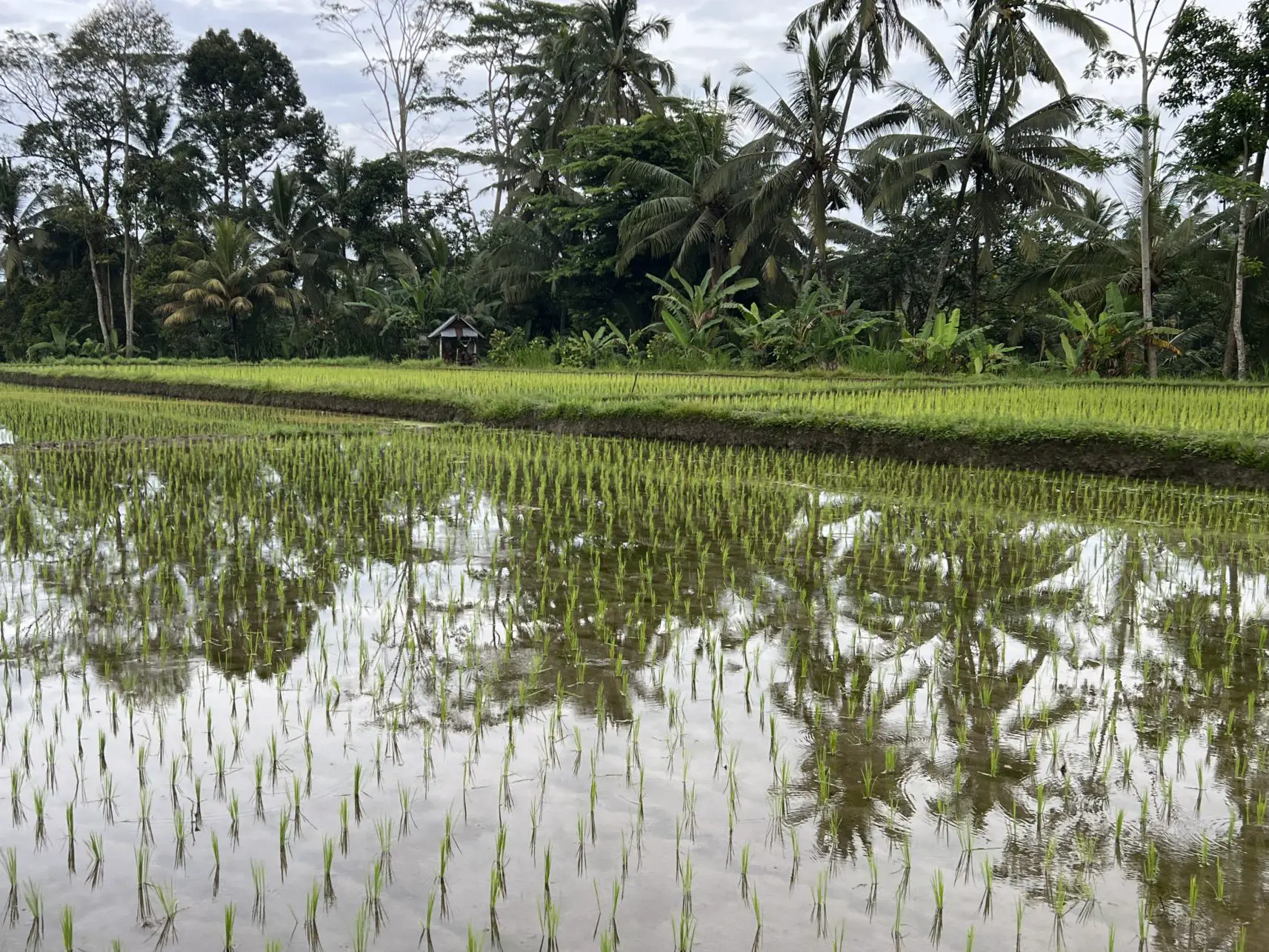 Reisanbau auf der Ebene in der Umgebung vom Oneworld in Bali, Indoensien.