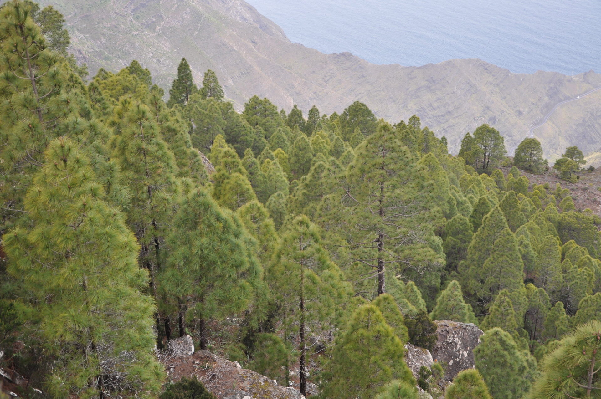 Naturpark Tamadaba in Gran Canaria, Kanarische Inseln, Spanien.