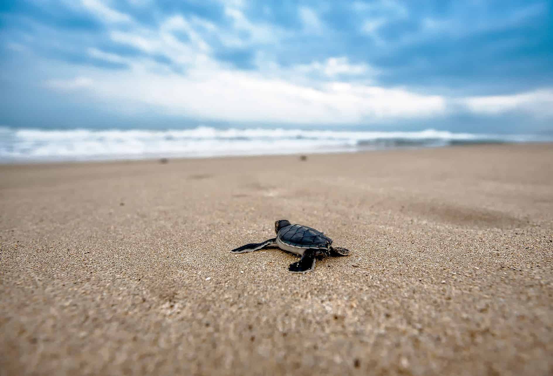 Baby-Schildkröte am Strand