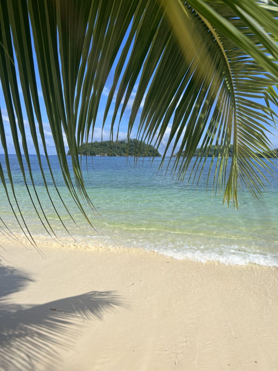 Palmen und eine Brise - Strandleben auf den Seychellen.
