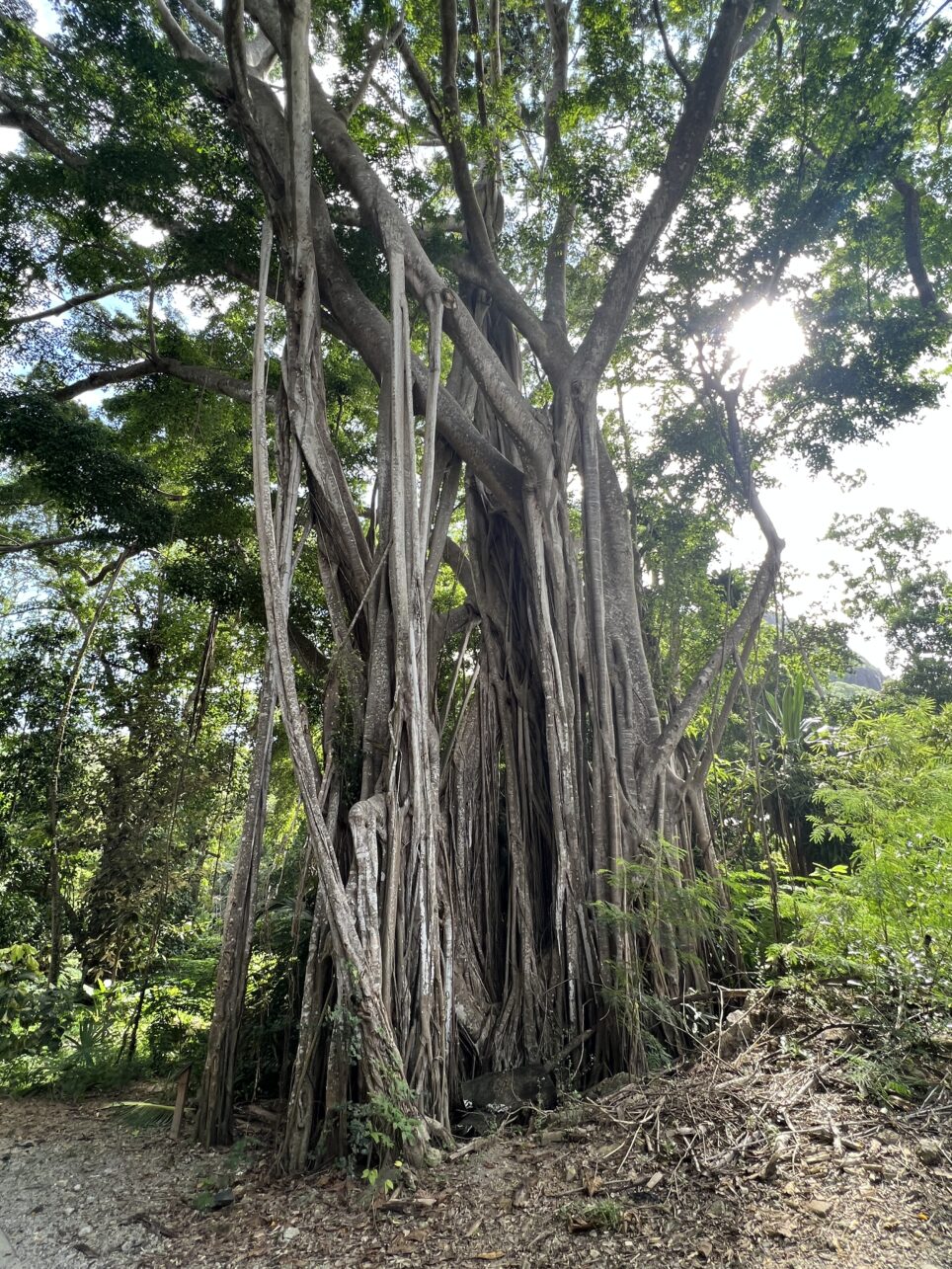 Weinender Baum auf Sainte Anne, Seychellen.