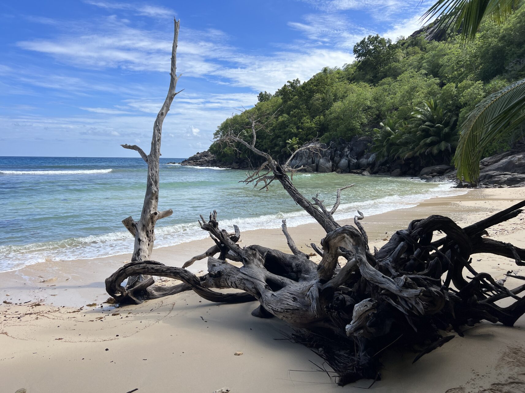 Angespülter Baum auf dem Weg zur Anse Cabot, Seychellen.