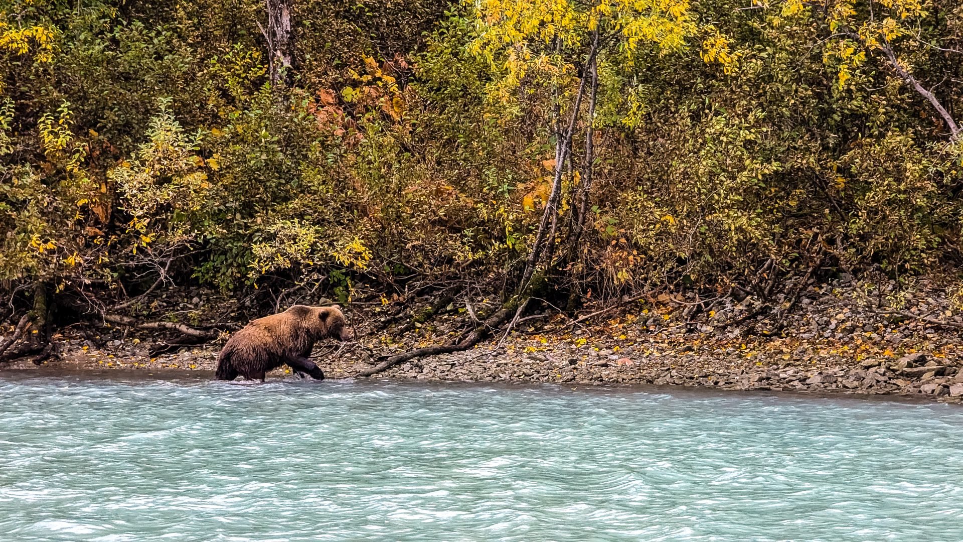 Bär am Ufer der Redoubt Bay Lodge im Lake Clark National Park and Preserve in Alaska.