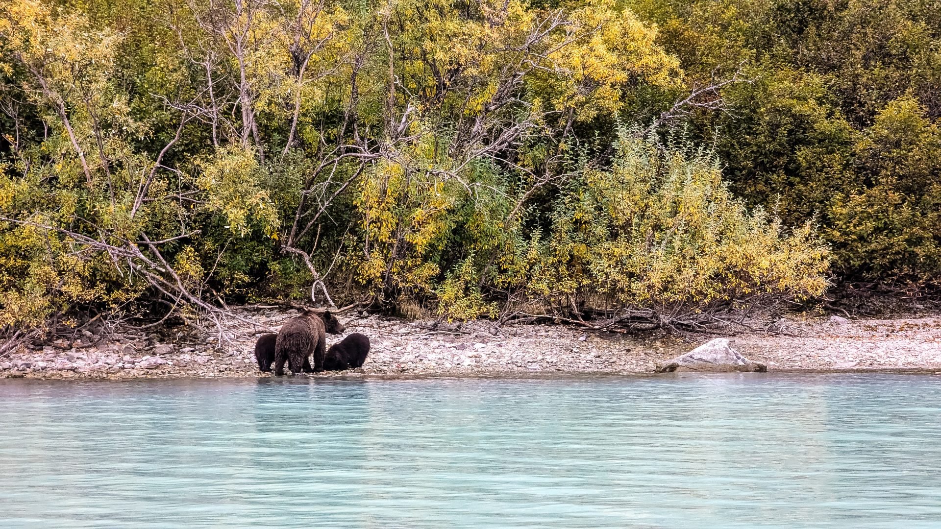 Bären füttern ihre Jungen in der Redoubt Bay Lodge im Lake Clark National Park and Preserve in Alaska.