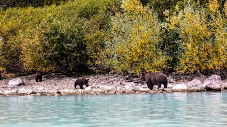 Bären beobachten in Alaska