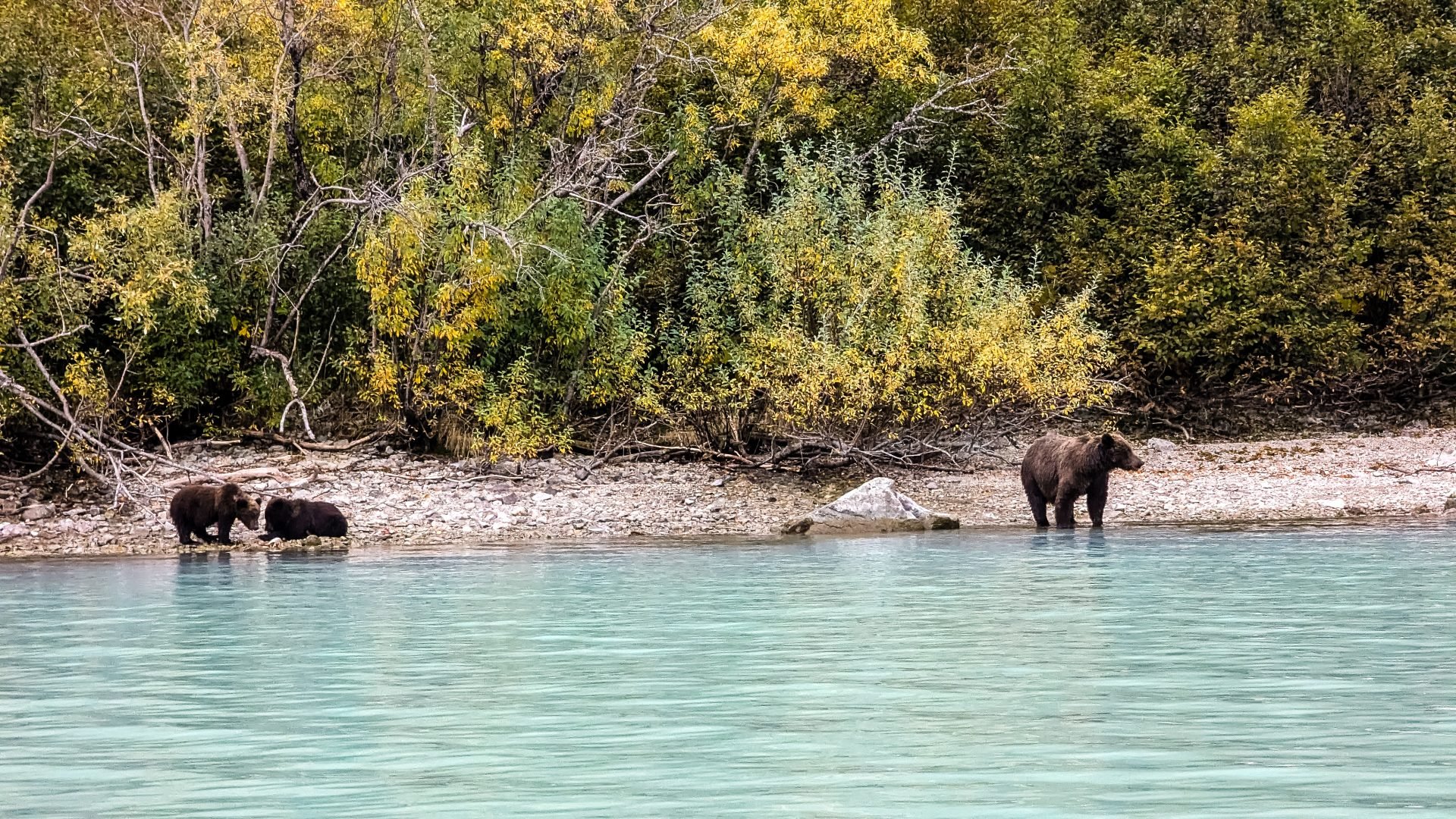 Bärin mit ihren Jungen in der Redoubt Bay Lodge im Lake Clark National Park and Preserve in Alaska.