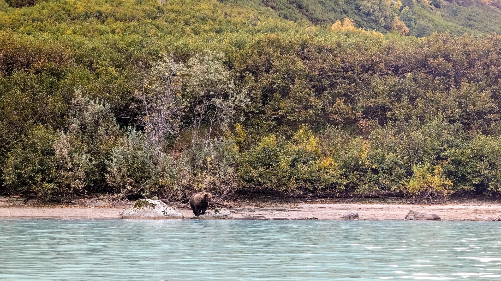 Ein Bär auf der Suche nach Lachs in der Redoubt Bay Lodge im Lake Clark National Park and Preserve in Alaska.