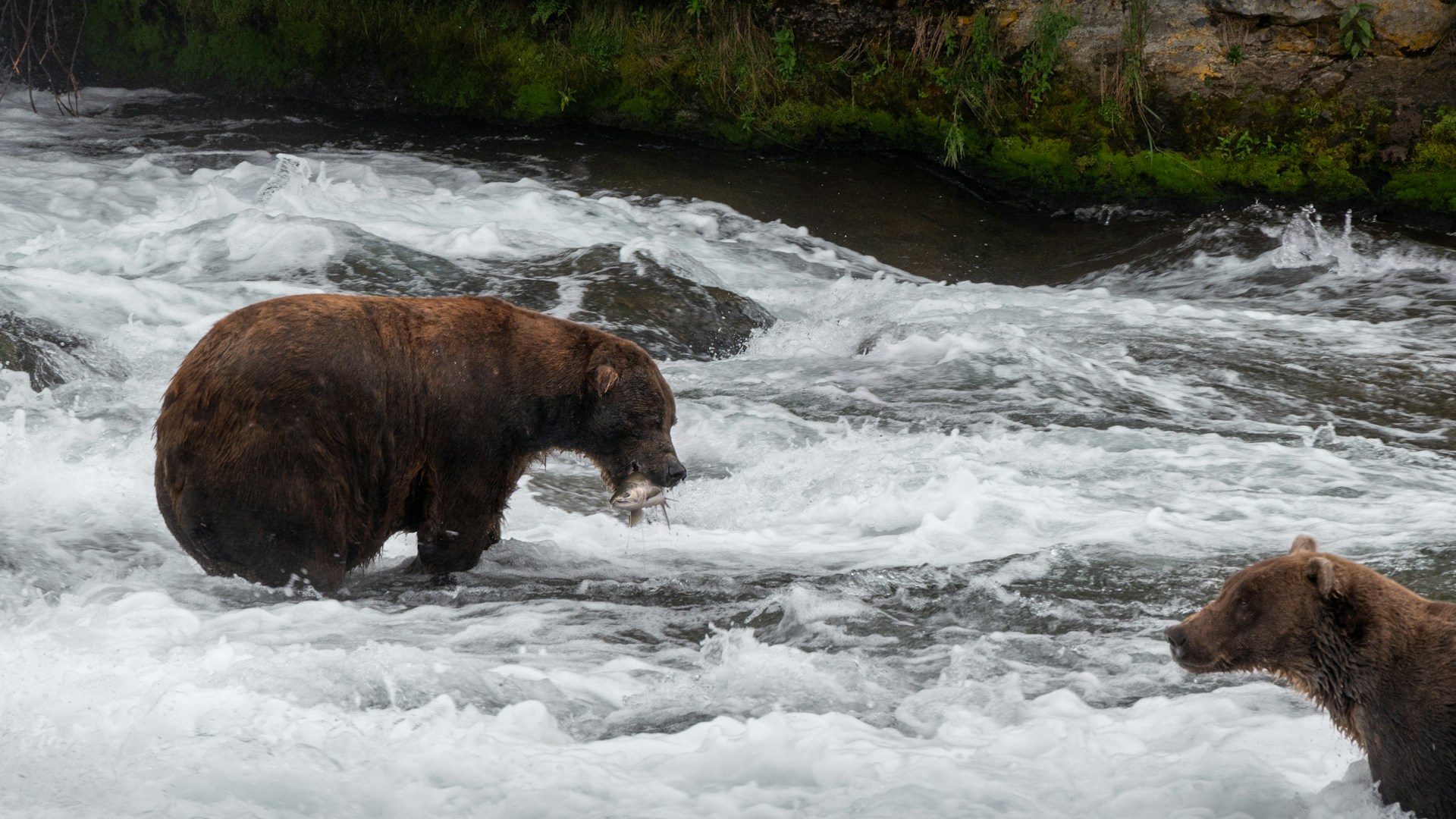 Ein Bär fängt einen Lachs an den Brooks Falls im Katmai-Nationalpark. Foto von Pietro Dona – unsplash