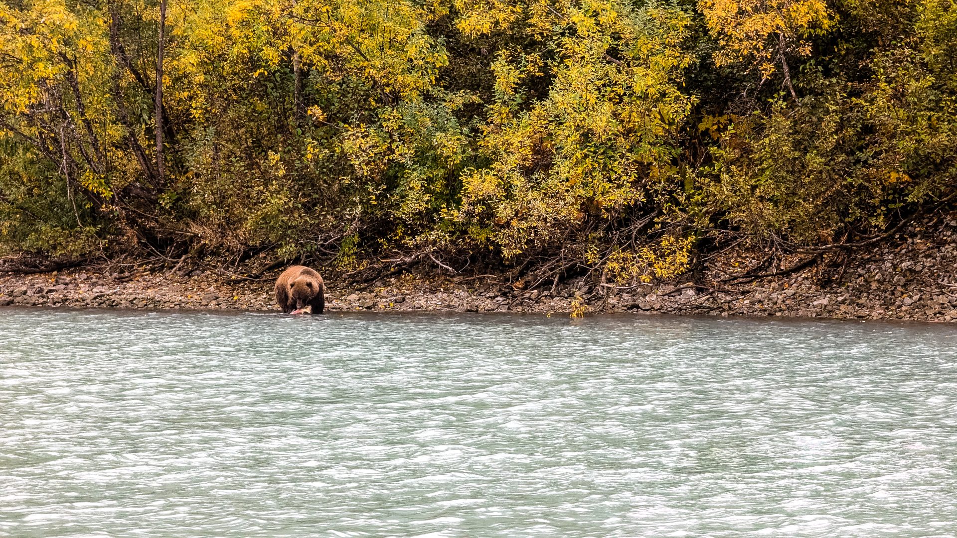 Ein Bär frisst einen Floater in der Redoubt Bay Lodge im Lake Clark National Park and Preserve in Alaska.