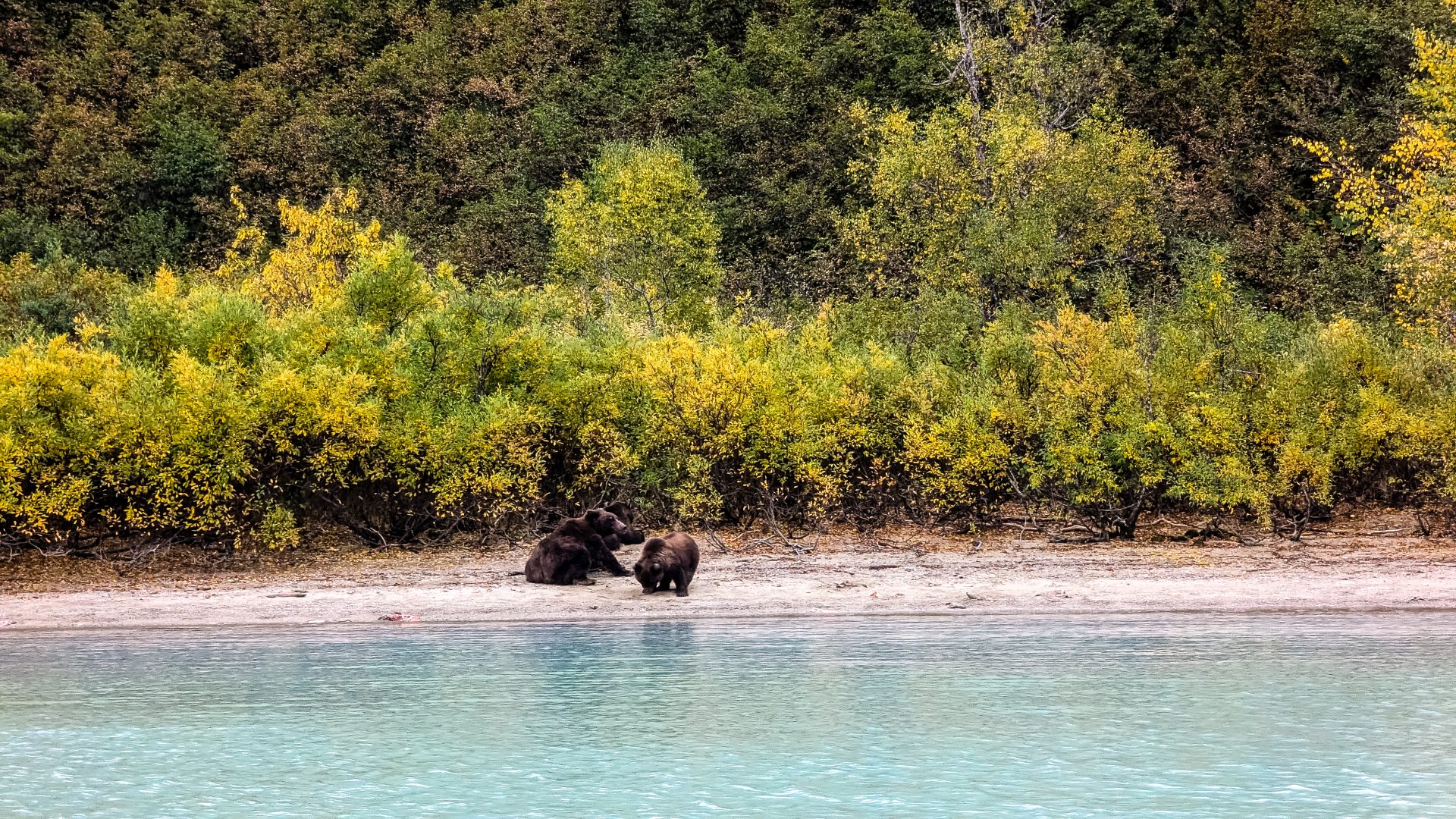 Eine Bärin entspannt sich mit ihren Jungen in der Redoubt Bay Lodge im Lake Clark National Park and Preserve in Alaska.