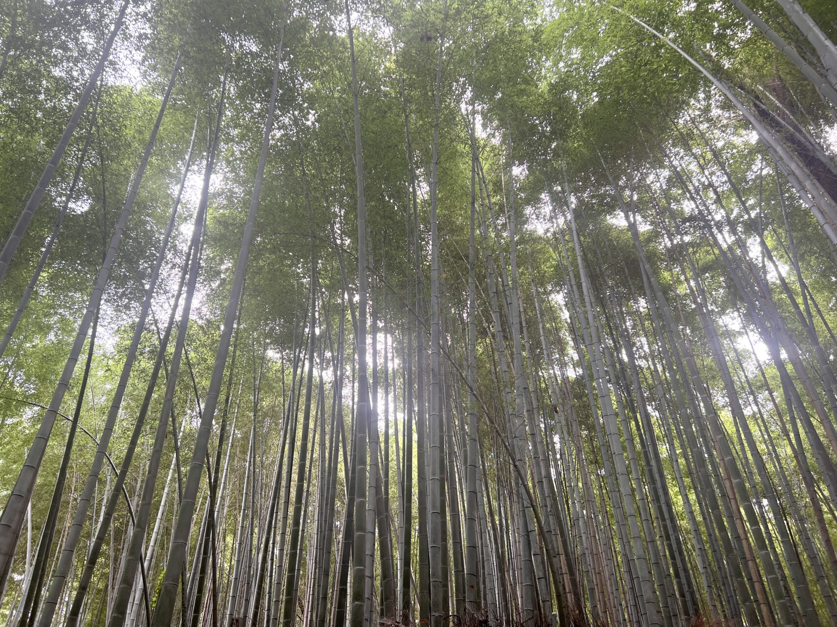 Arashiyama- Bambuswald in Kyoto, Japan.