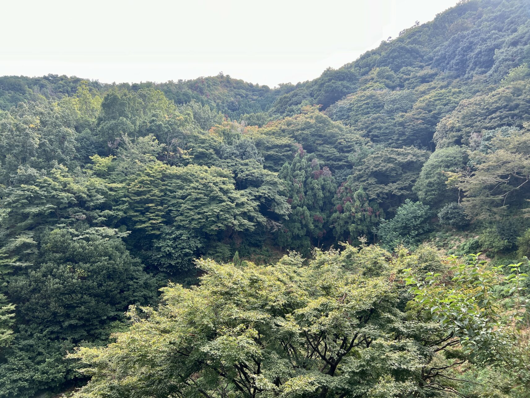 Grüner Arashyama-Bezirk in Kyoto, Japan.