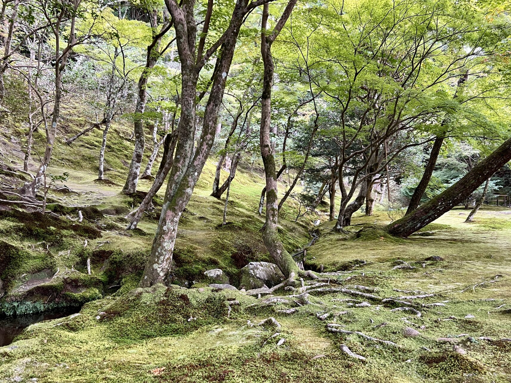 Moosbedeckter Garten im Ginkaku-ji Tempel in Kyoto, Japan.